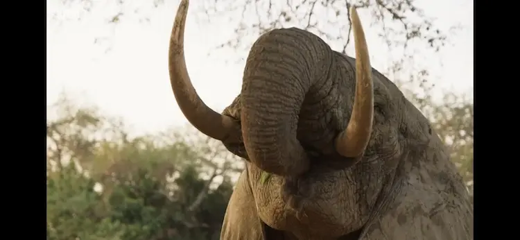 African bush elephant (Loxodonta africana) as shown in Seven Worlds, One Planet - Africa